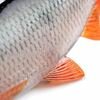 Fox Rage Ultra-Realistic Roach Replicant 18cm - 80g/#1/0