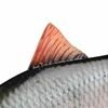 Fox Rage Ultra-Realistic Roach Replicant 18cm - 80g/#1/0