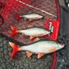 Fox Rage Ultra-Realistic Roach Replicant 18cm - 80g/#1/0