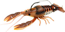 Clackin Crayfish - color 05 Brown Orange