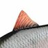 Fox Rage Ultra-Realistic Roach Replicant 18cm - 80g/#1/0