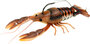 Clackin Crayfish - color 05 Brown Orange